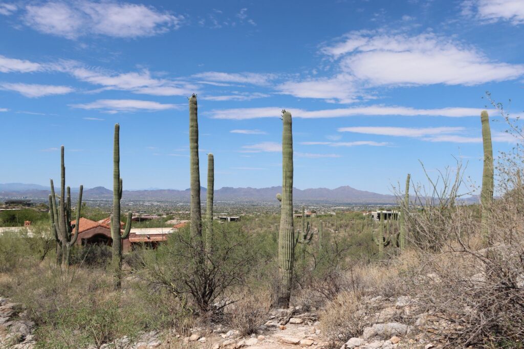 Saguaro cacti under a sunny sky in Tucson, Arizona