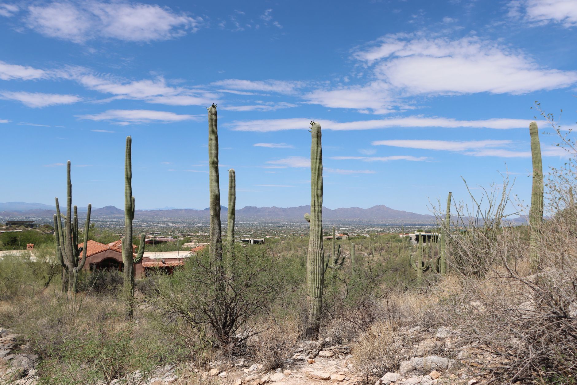 Saguaro cacti under a sunny sky in Tucson, Arizona